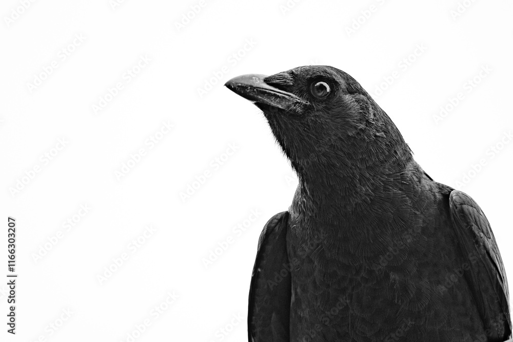 Obraz premium A high-contrast black-and-white portrait of a crow, featuring intricate feather details and a minimalist white background. The composition highlights the bird's expressive gaze and elegant texture.