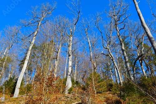 Leafells sessile oak (Quercus petraea) trees in winter photo