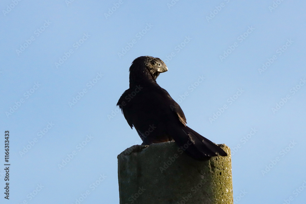 Obraz premium Campos dos Goytacazes, RJ, Brazil, 12/31/2024 - Smooth-billed ani, anu-preto, Crotophaga ani sit on power line in Campos' countryside