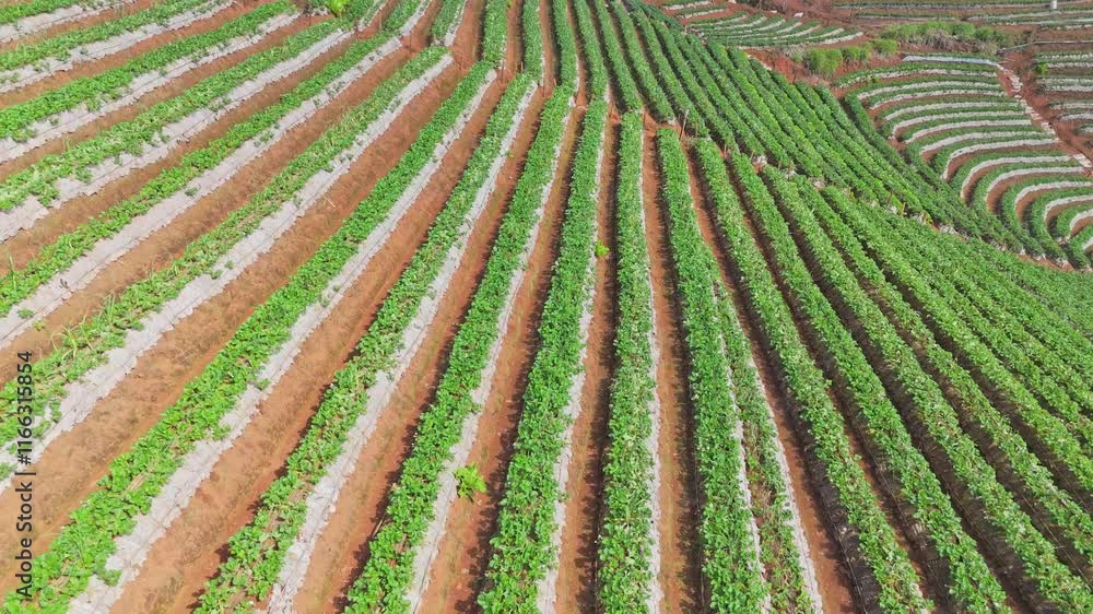 strawberry farm agricultural mountain background Chiang Mai Thailand strawberry farm agricultural mountain background Chiang Mai Thailand