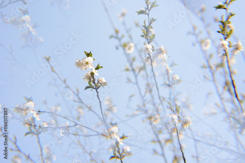flowers on the background of the sky