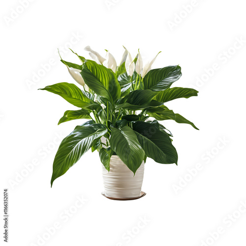 スパティフィラムの鉢植え