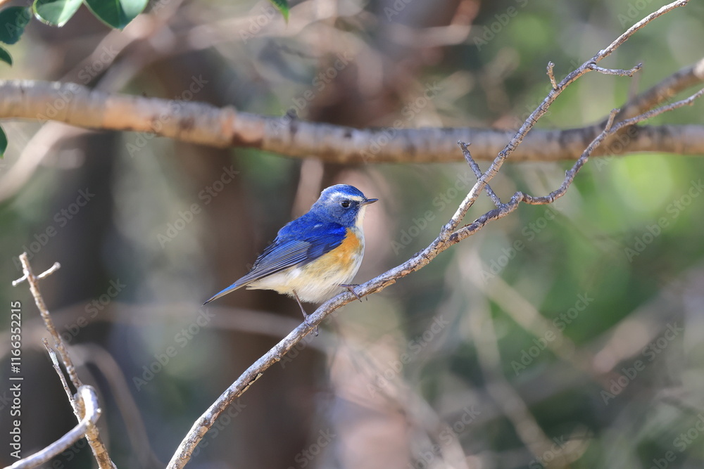 Red-franked Bluetail patrolling his territory Red-franked Bluetail patrolling his territory