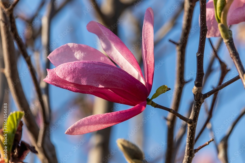 One flower with large pink petals of Magnolia Soulange One flower with large pink petals of Magnolia Soulange