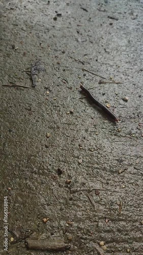 water drops on the ground