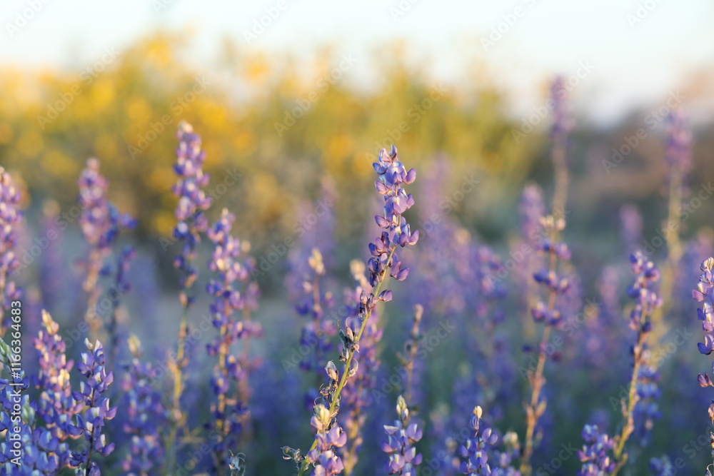 Naklejka premium Desert Lupine
