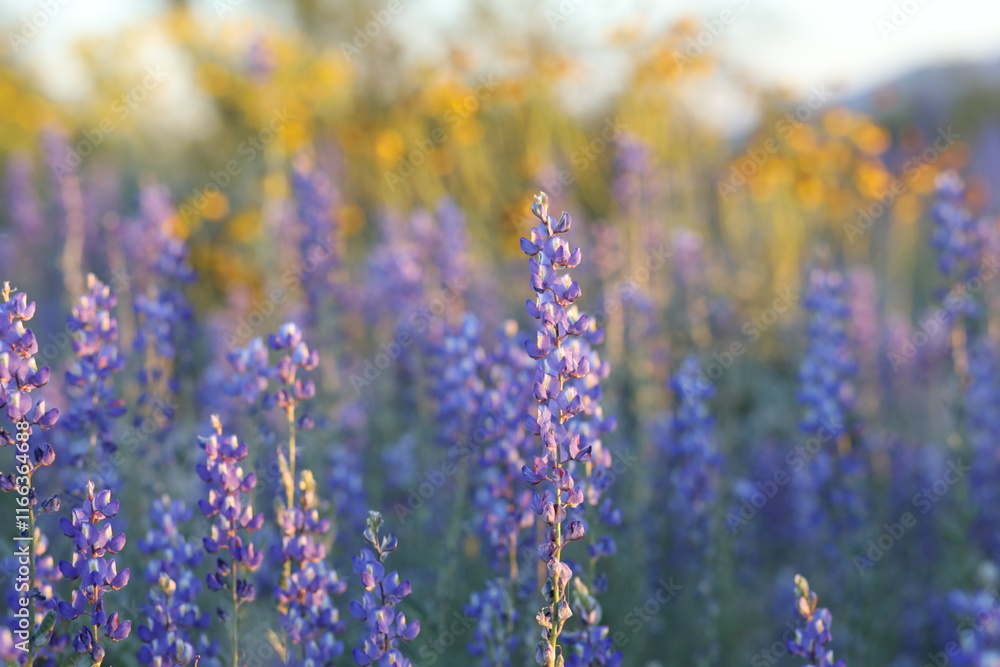 Obraz premium Lupine Wildflowers