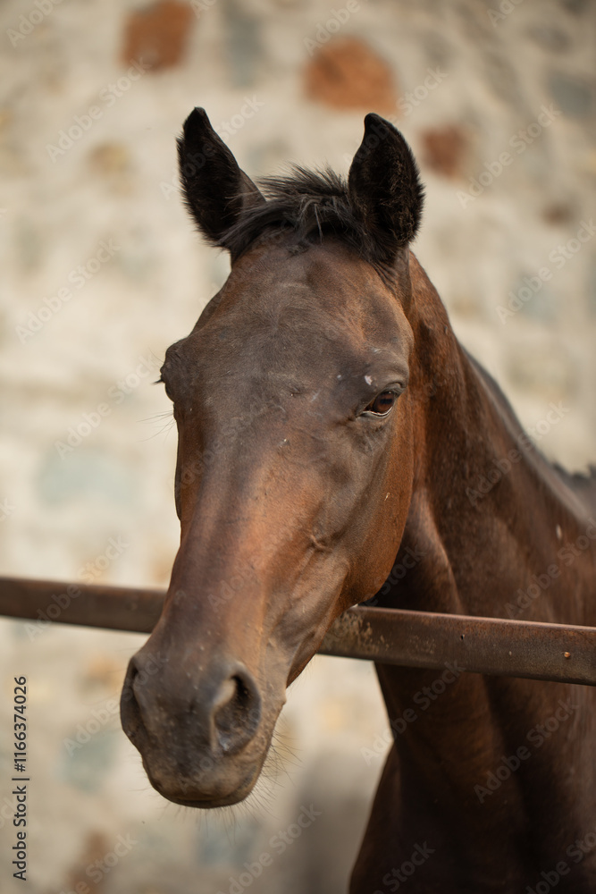 Fototapeta premium Horse Portrait