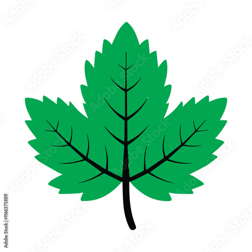 Leaves Vector Illustration