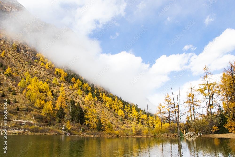 Fototapeta premium autumn in the forest