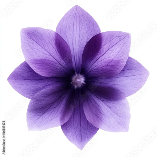 Delicate purple violet flower with heart shaped petals photo