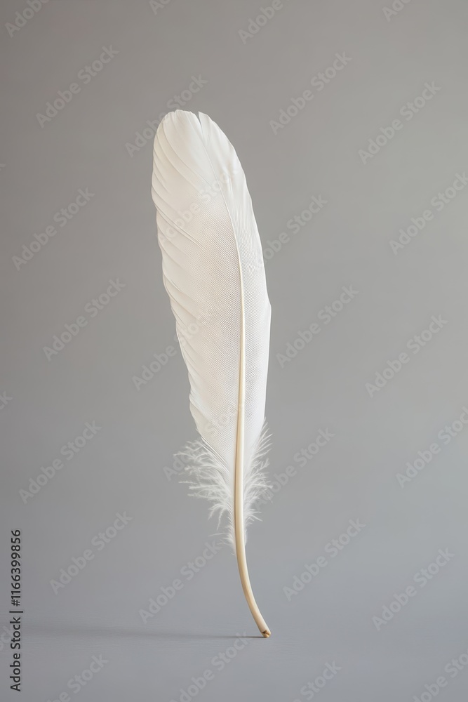 A delicate white feather stands upright against a soft gray background. A delicate white feather stands upright against a soft gray background.