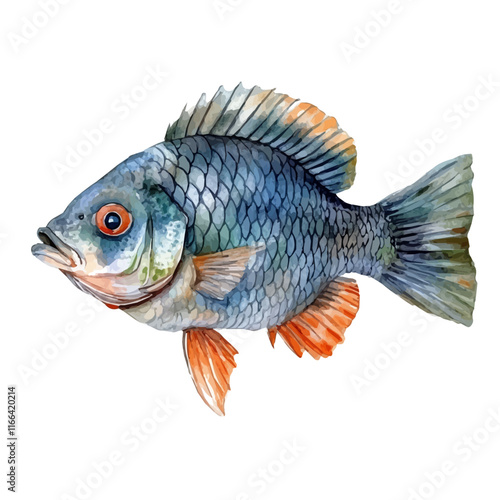 A watercolor vector painting of a tilapia, isolated on a white background. Tilapia vector.

