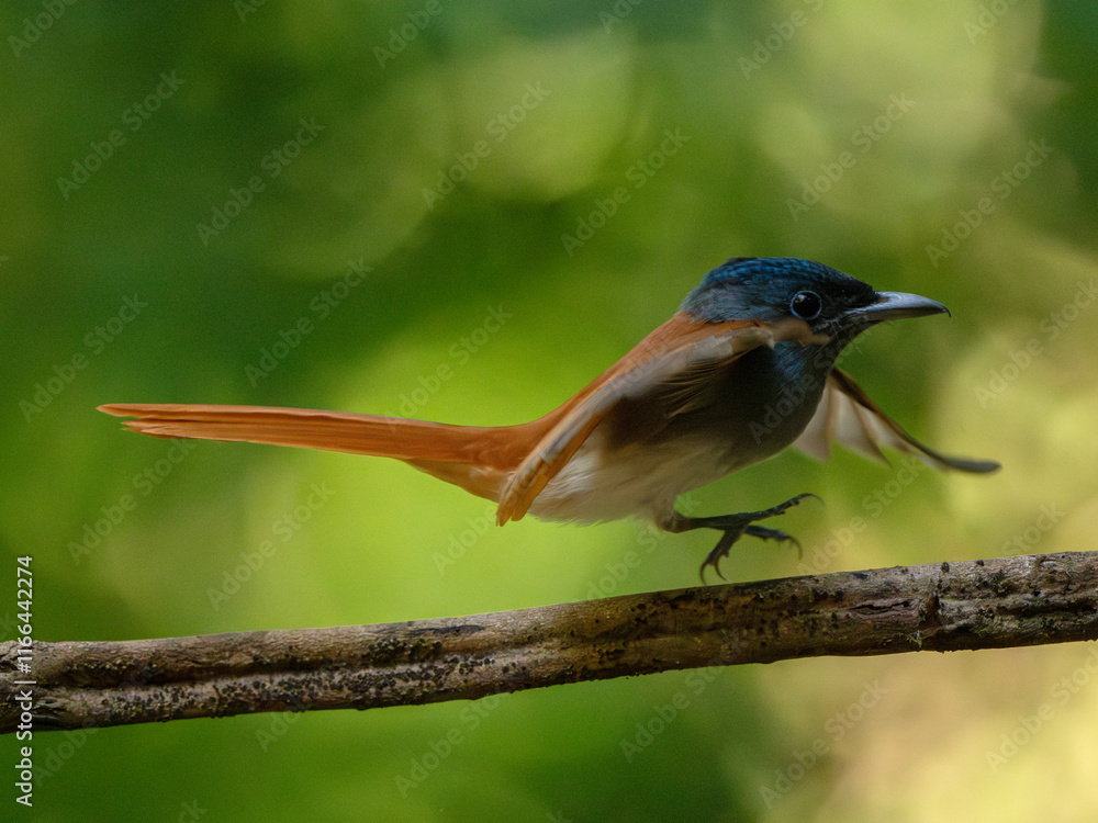 Fototapeta premium Blyth's Paradise-flycatcher standing on branch of tree,