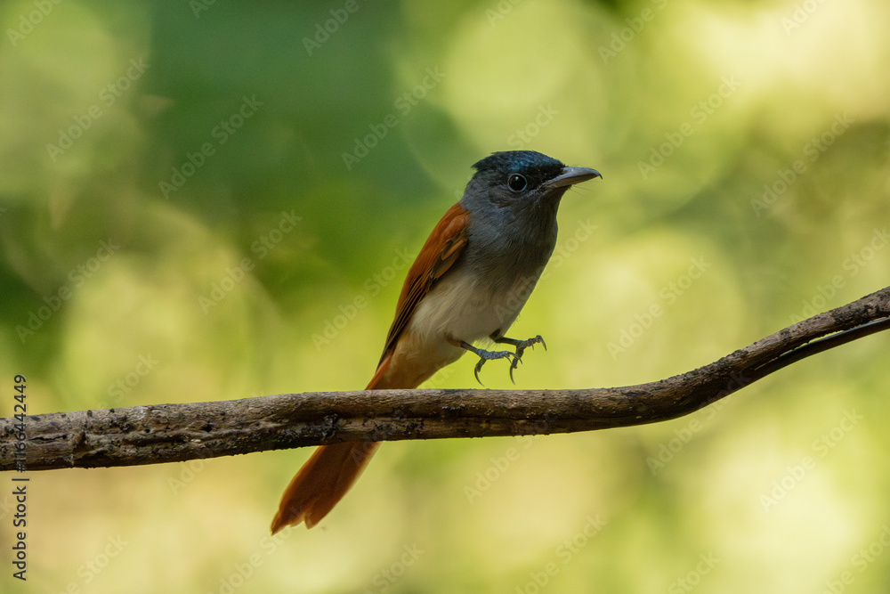 Fototapeta premium Blyth's Paradise-flycatcher standing on branch of tree,