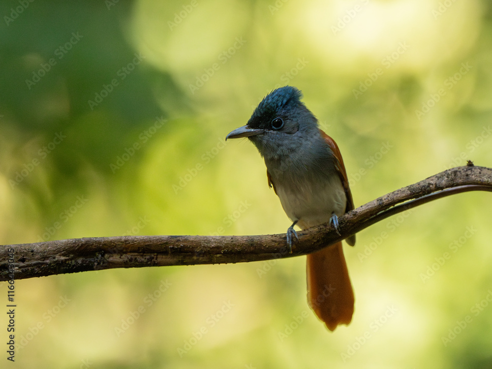 Blyth's Paradise-flycatcher standing on branch of tree, Blyth's Paradise-flycatcher standing on branch of tree,