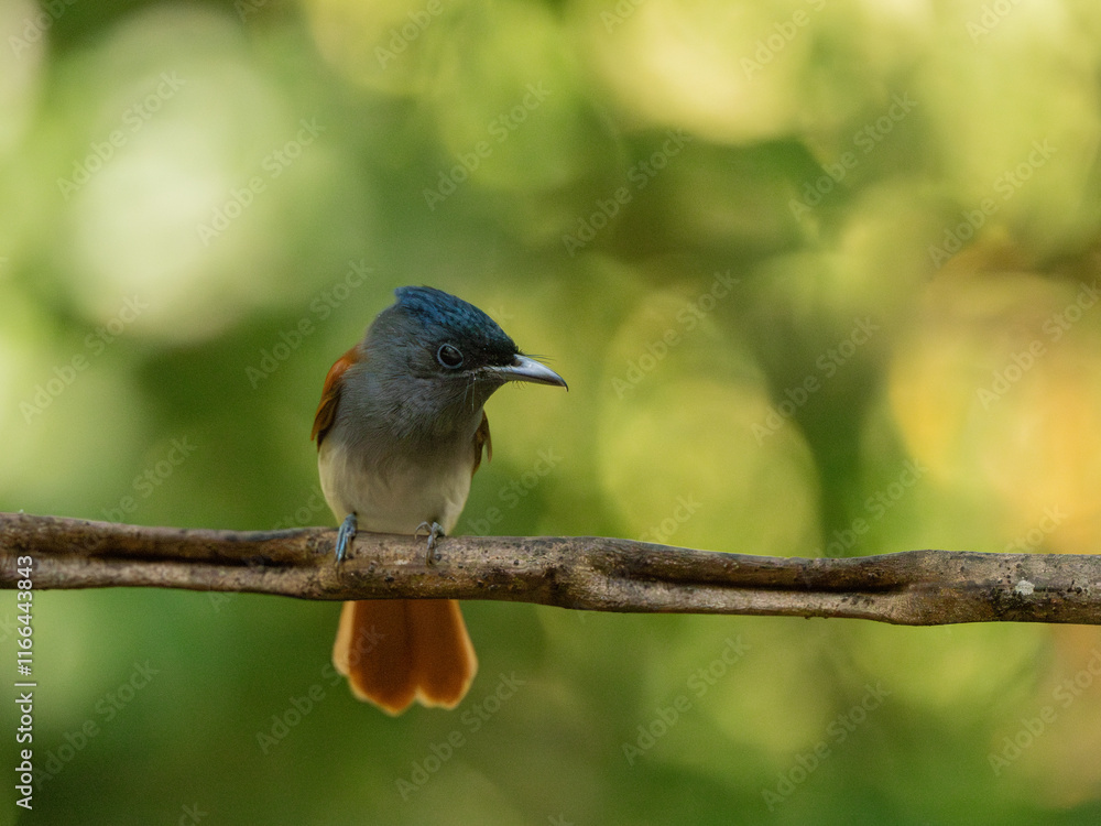 Blyth's Paradise-flycatcher standing on branch of tree, Blyth's Paradise-flycatcher standing on branch of tree,