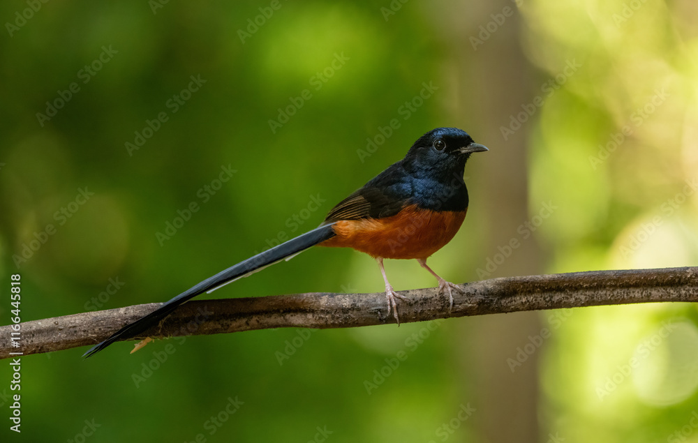 Orange headed Thrush stand in the rain forest Orange headed Thrush stand in the rain forest