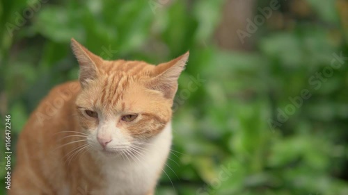 Wallpaper Mural 4K medium shot of a ginger or orange-white cat on a rock enjoying his time looking around in nature.  Torontodigital.ca
