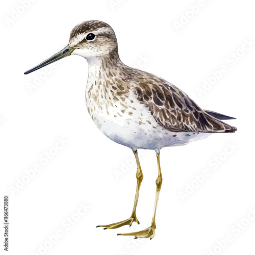 A watercolor vector painting of a sandpiper, isolated on a white background. Sandpiper vector.

