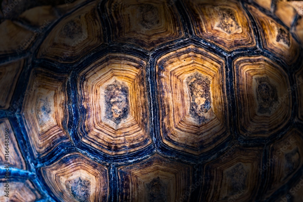 The image is of a turtle's shell, showing the intricate patterns and textures of the shell. The shell is brown and black, with a mix of light and dark areas. Scene is one of curiosity and wonder The image is of a turtle's shell, showing the intricate patterns and textures of the shell. The shell is brown and black, with a mix of light and dark areas. Scene is one of curiosity and wonder