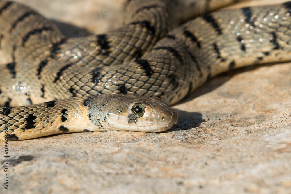 Algerian Whip Snake (Hemorrhois algirus) found in Malta, locally called Serp Ahdar Algerian Whip Snake (Hemorrhois algirus) found in Malta, locally called Serp Ahdar