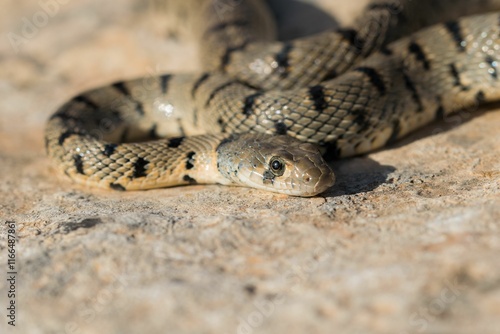 Algerian Whip Snake (Hemorrhois algirus) found in Malta, locally called Serp Ahdar photo