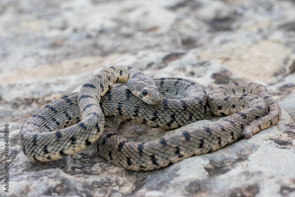 Algerian Whip Snake (Hemorrhois algirus) found in Malta, locally called Serp Ahdar Algerian Whip Snake (Hemorrhois algirus) found in Malta, locally called Serp Ahdar