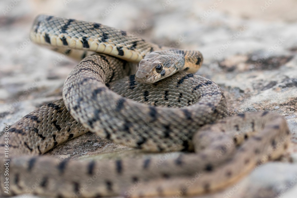 Algerian Whip Snake (Hemorrhois algirus) found in Malta, locally called Serp Ahdar Algerian Whip Snake (Hemorrhois algirus) found in Malta, locally called Serp Ahdar