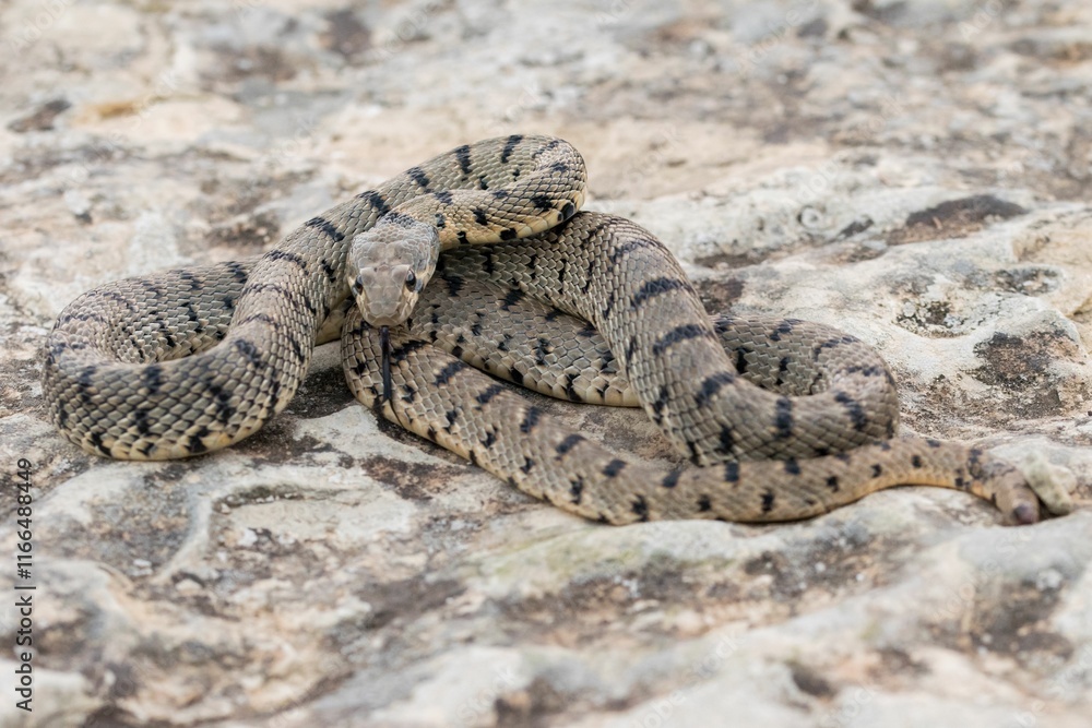Algerian Whip Snake (Hemorrhois algirus) found in Malta, locally called Serp Ahdar Algerian Whip Snake (Hemorrhois algirus) found in Malta, locally called Serp Ahdar