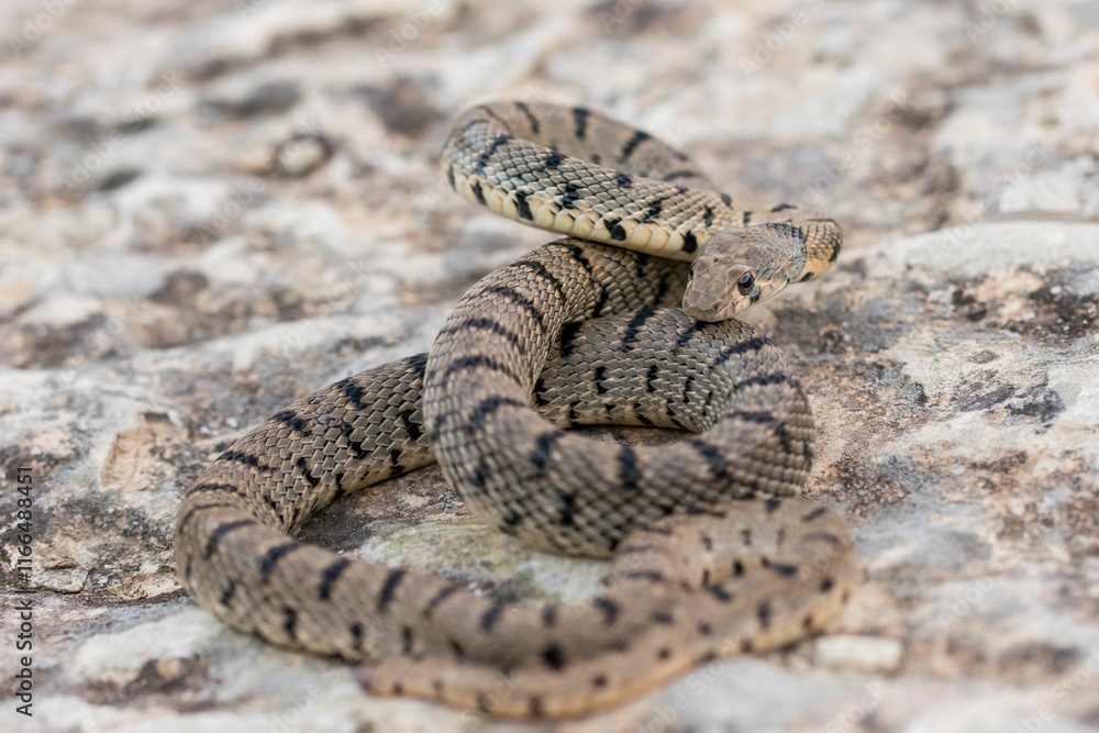 Algerian Whip Snake (Hemorrhois algirus) found in Malta, locally called Serp Ahdar Algerian Whip Snake (Hemorrhois algirus) found in Malta, locally called Serp Ahdar