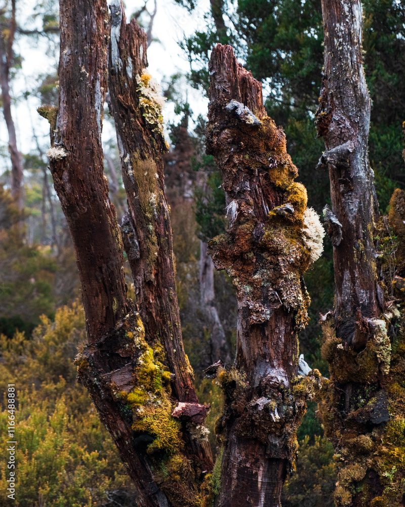 Obraz premium Tree in autumn forest