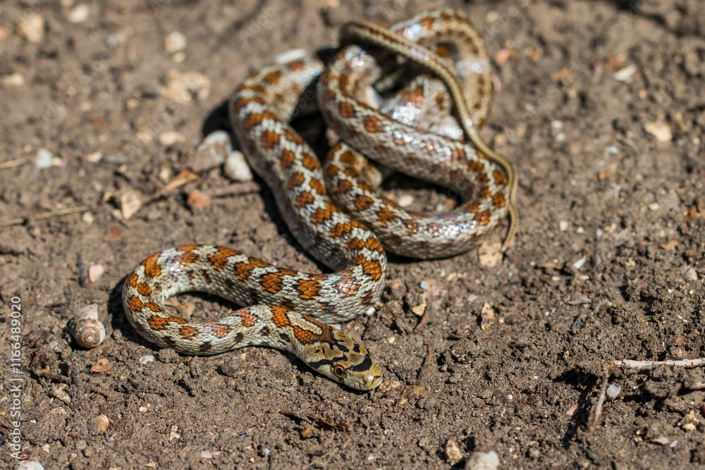 Young leopard snake, Zamenis situla, is found in Malta where it is called Lifgha. Young leopard snake, Zamenis situla, is found in Malta where it is called Lifgha.