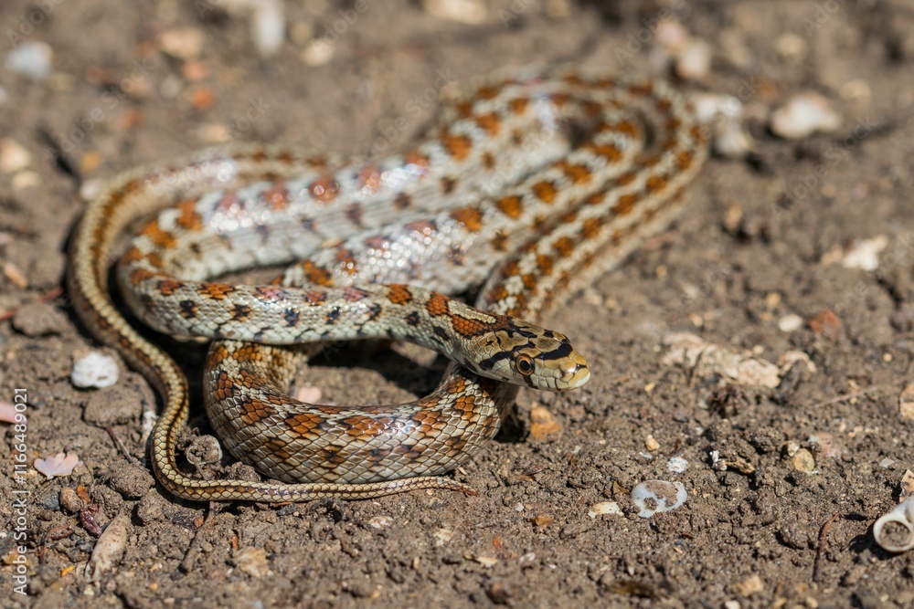 Young leopard snake, Zamenis situla, is found in Malta where it is called Lifgha.