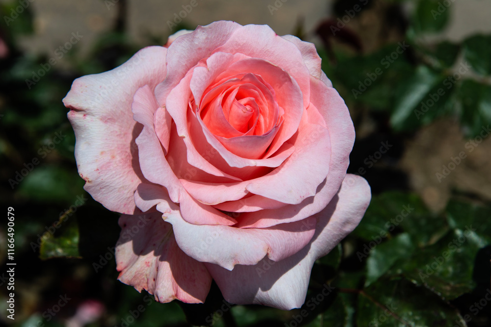 pink rose in the garden pink rose in the garden
