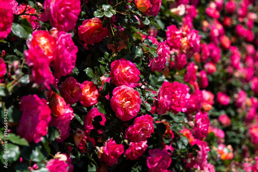pink climbing roses at the arch tunnel in the garden pink climbing roses at the arch tunnel in the garden