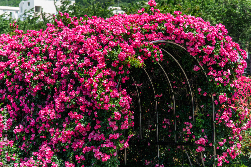 climbing roses at the arch tunnel in the garden
