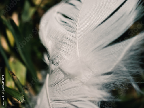 White feather photo