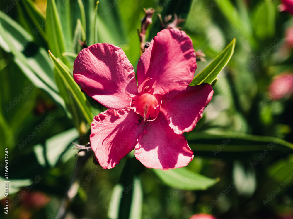 Obraz premium Nerium oleander