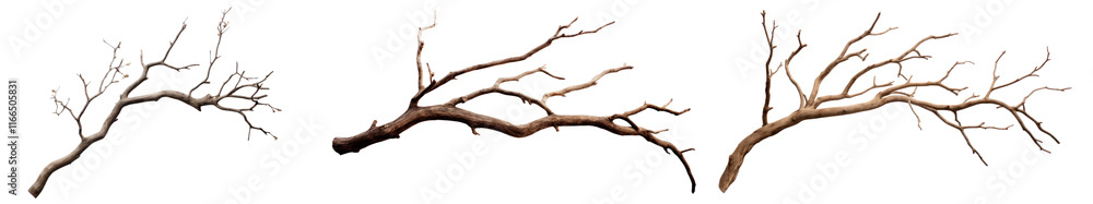 Tree branch png cut out element set, transparent background