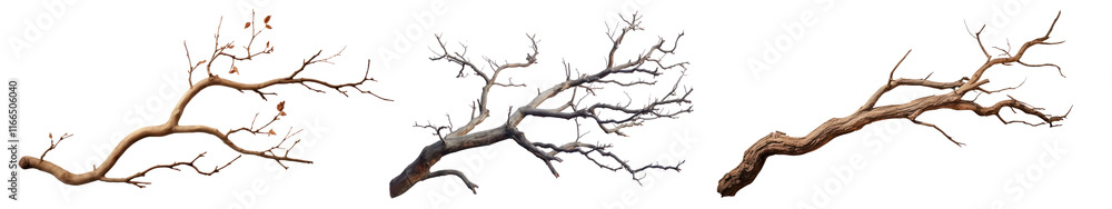Tree branch png cut out element set, transparent background Tree branch png cut out element set, transparent background