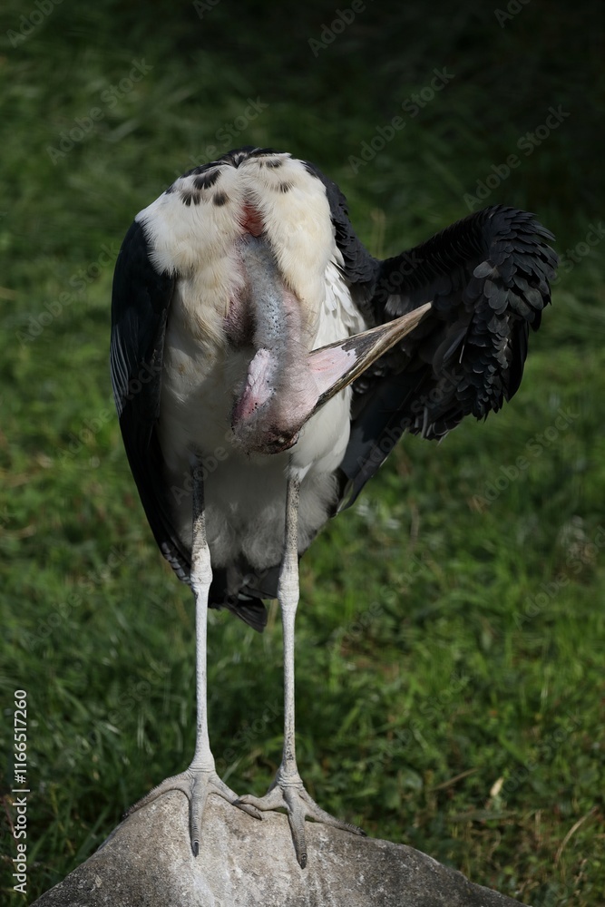 Obraz premium 羽繕いをするアフリカハゲコウ