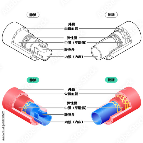 血管の構造