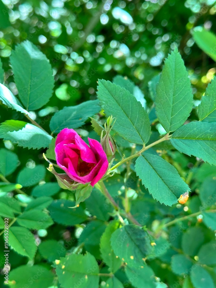 Obraz premium Wild alpine heirloom Rosa rose