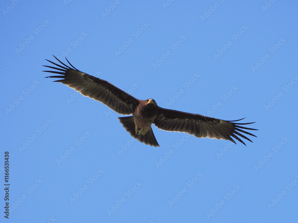 Obraz premium Greater Spotted Eagle fly on sky.