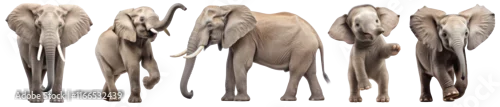 Obraz PNG Majestic elephants in diverse poses, isolated element set, transparent background