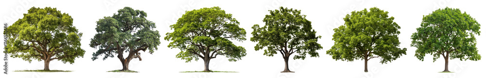custom made wallpaper toronto digitalOak tree png cut out element set, transparent background