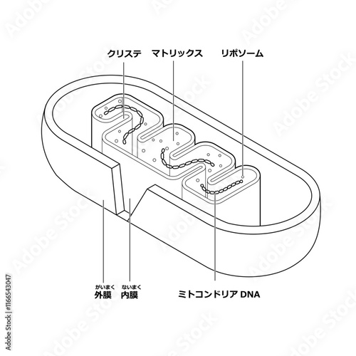 ミトコンドリアの構造　白黒版