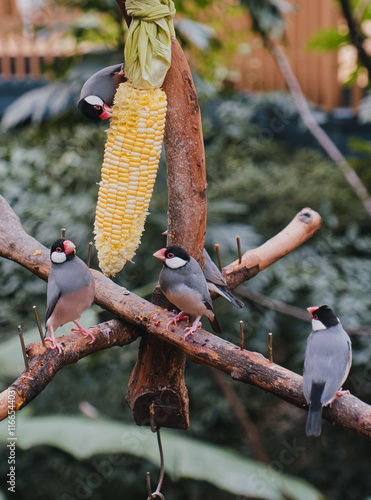Hong Kong Central Park, Birds, Lively birds, colorful birds