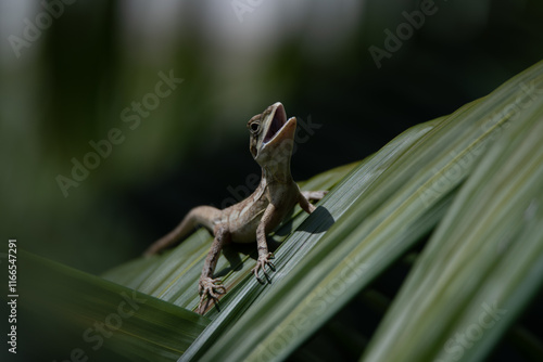 Gilbert's Dragon soaks up the tropical sun in Darwin, Northern Territory photo